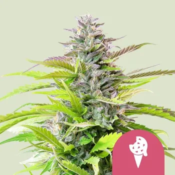 Semeno Royal Queen Seeds Cookies Gelato Balení: 10ks