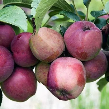 Sazenice Kukla, Trávníček Malus Spartan 150/200 cm, podnož M7