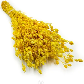 mech-mech.cz Sušená Silene - (Silene vulgaris) - Žluté