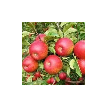 Sazenice Kukla, Trávníček Malus Rajka 125/150 cm