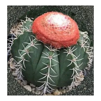 Semeno MELOCACTUS matanzanus 10 semen
