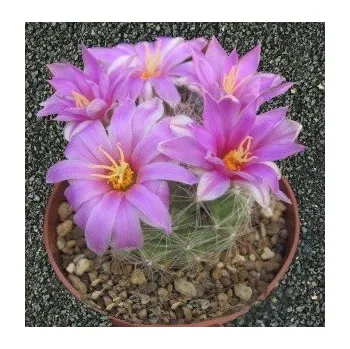 Semeno MAMMILLARIA boolii 10 semen