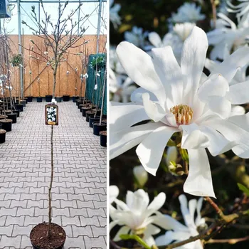 Strom Magnolie Cena