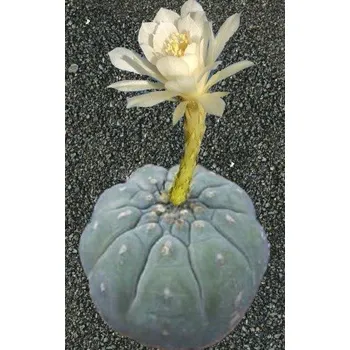 Semeno SUBMATUCANA madisoniorum var. albiflora 6 semen