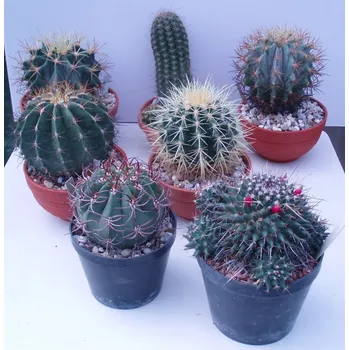 Sazenice Mix 7 ks velkých kaktusů