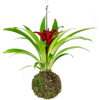 Gardners Kokedama Guzmania (M) Guzmánie