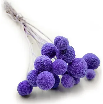 mech-mech.cz Sušená Kraspédia - (Craspedia Extra) - Levandulový 15 ks