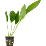 Rataj Anubias Congensis