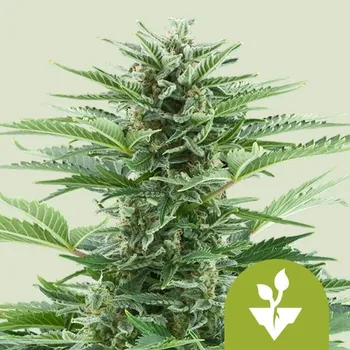 Semeno Royal Queen Seeds Easy Bud Auto Balení: 1ks