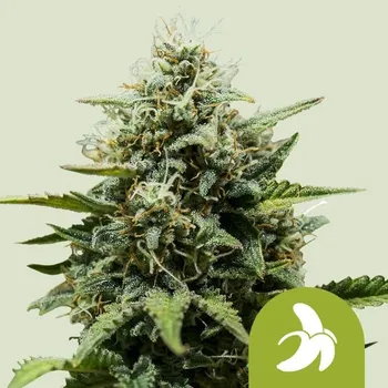 Semeno Royal Queen Seeds Fat Banana Auto Balení: 1ks