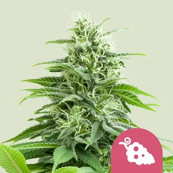 Semeno Royal Queen Seeds Fruit Spirit Balení: 5ks
