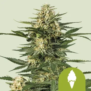 Semeno Royal Queen Seeds Green Gelato Auto Balení: 3ks