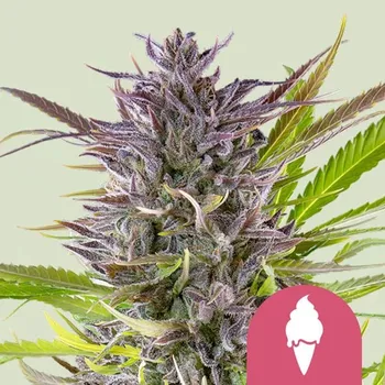 Semeno Royal Queen Seeds Green Gelato Balení: 1ks