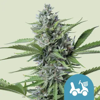Semeno Royal Queen Seeds Fast Eddy CBD Auto Balení: 1ks