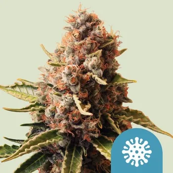 Semeno Royal Queen Seeds Euphoria CBD Balení: 3ks