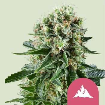 Semeno Royal Queen Seeds Critical Kush Balení: 1ks
