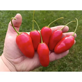 Semeno chilli-semena Rocoto Montufar - PI 585273