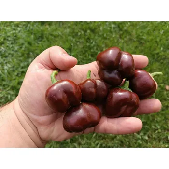 Semeno chilli-semena Mini Chocolate Bell