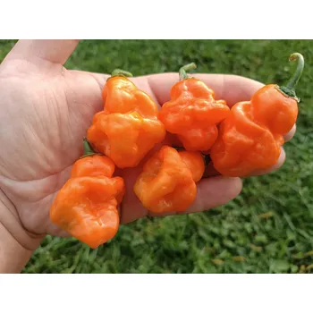 Semeno chilli-semena Carbonero