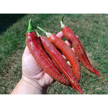 Semeno chilli-semena Vezena Piperka