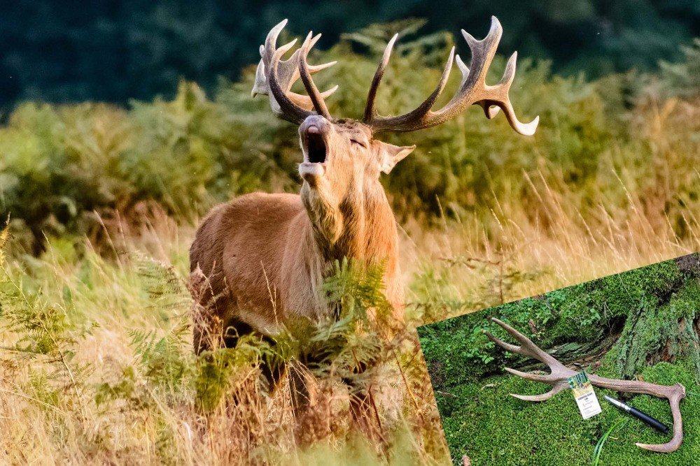 Vábnička Říjná laň