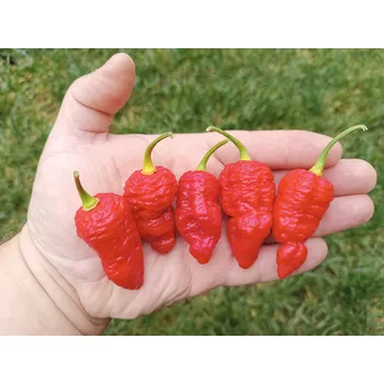 Semeno chilli-semena Jigsaw