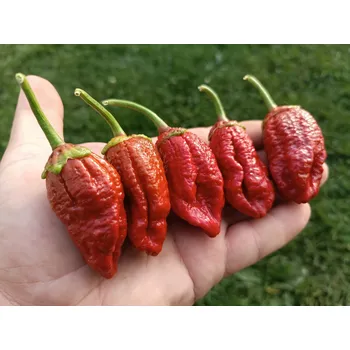 Semeno chilli-semena 7 Pot Bubblegum Chocolate