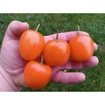 Semeno chilli-semena Rocoto Marlene