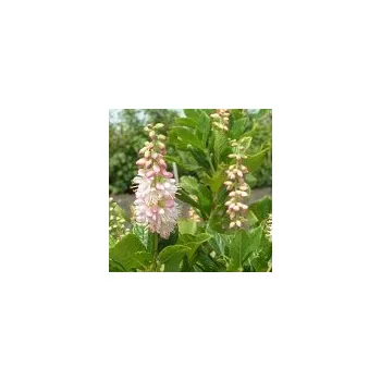Sazenice Clethra alnifolia Pink Spire 60/80 cm
