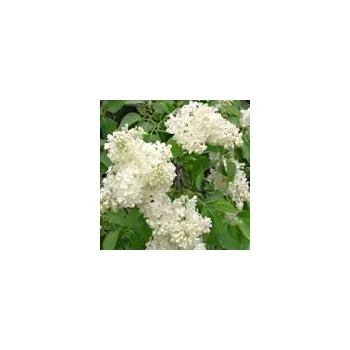 Sazenice Syringa vulgaris Primrose 40/60 cm