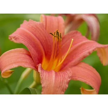 Sazenice Denivka 'Pink Damask' - Hemerocallis 'Pink Damask' Balení: kontejner C2
