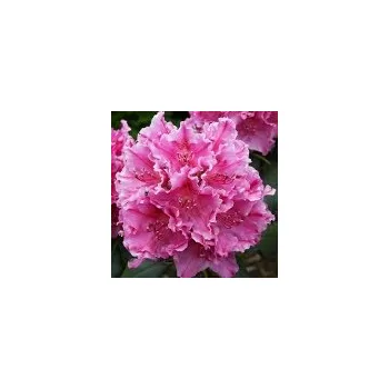 Sazenice Rhododendron hybridum Claudine 20/30 cm