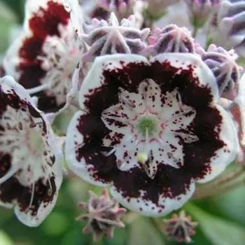 Sazenice Kalmia latifolia Black Label 30/40 cm