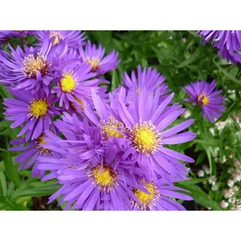 Sazenice Hvězdnice novobelgická 'Fuldatal' - Aster novi-belgii 'Fuldatal' Balení: kontejner p11