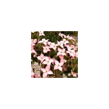 Sazenice Arboeko Cornus kousa Beni Fuji 60/80 cm