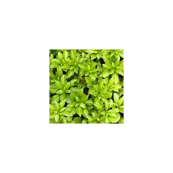 Sazenice Pachysandra terminalis 'Green Carpet' 10/15 cm