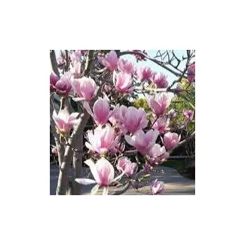 Sazenice Magnolia Pinkie 40/60 cm