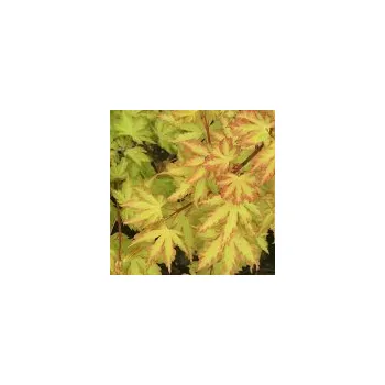 Sazenice Acer palmatum Anne Irene 30/40 cm