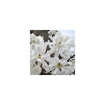 Sazenice Magnolia stellata Royal Star 60/80 cm