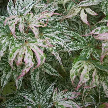 Sazenice Acer palmatum Ukigumo 60/80 cm