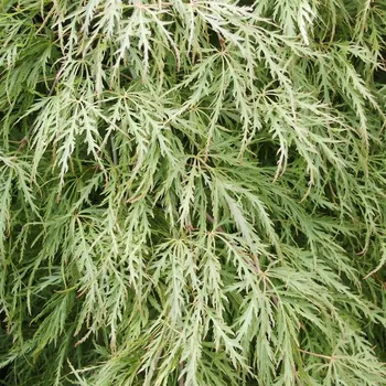 Sazenice Acer palmatum Emerald Lace 40/60 cm