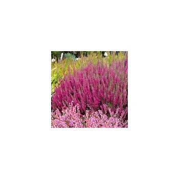 Sazenice Calluna vulgaris Dark Star 8/12 cm