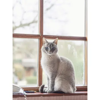 Obraz Plakát Kočka na parapetu okna bez rámu 30 x 40 cm