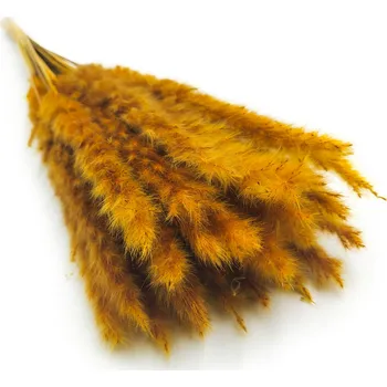 mech-mech.cz Sušená Pampová tráva MINI - Hořčicová