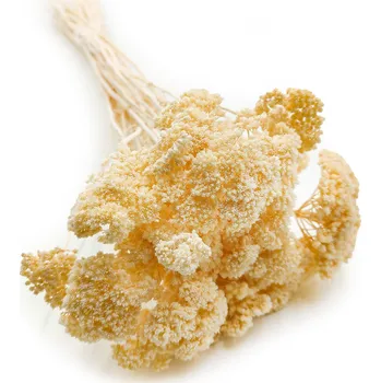 mech-mech.cz Sušený Řebříček - (Achillea) - bělený IT