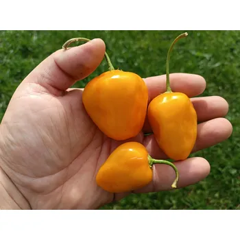 Semeno chilli-semena Rocoto Yellow Grande