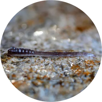 Umělá nástraha RedBass Gumová Nástraha Micro Tail Brown/Silver - XS 35 mm