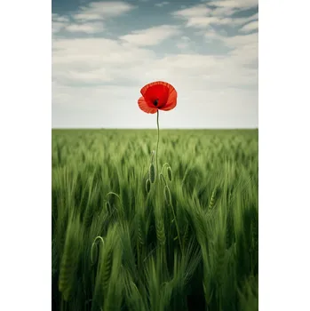 Plakát Plakát Osamělý Mák na Poli bez rámu 61 x 91,5 cm