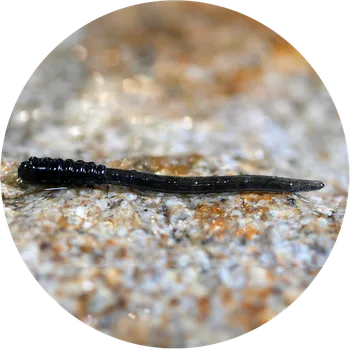 Umělá nástraha RedBass Gumová Nástraha Micro Tail Dark Black - XS 35 mm