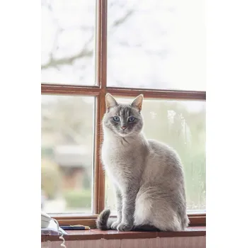 Obraz Plakát Kočka na parapetu okna bez rámu 40 x 60 cm